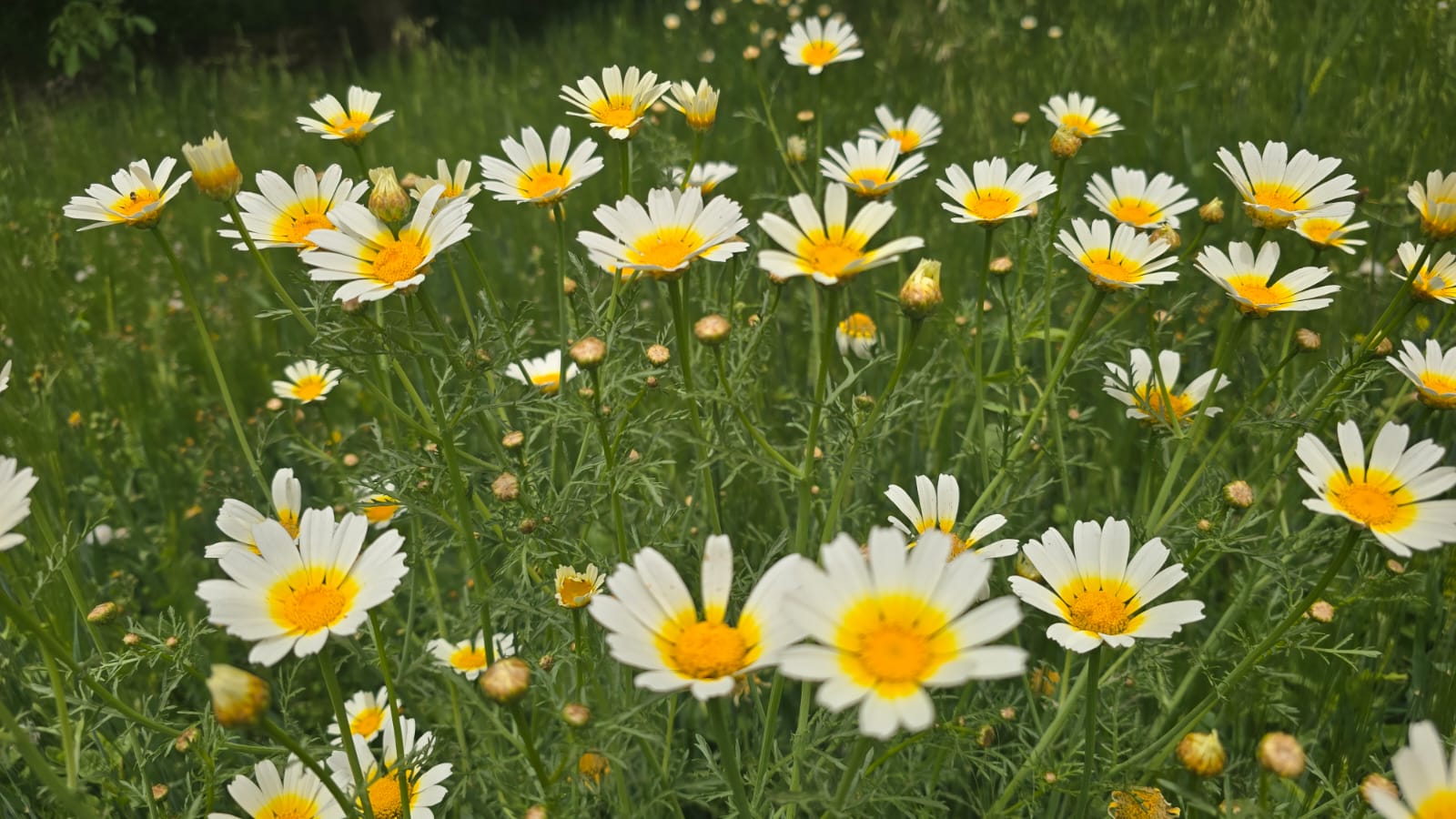 Wild chamomile fields — High Atlas