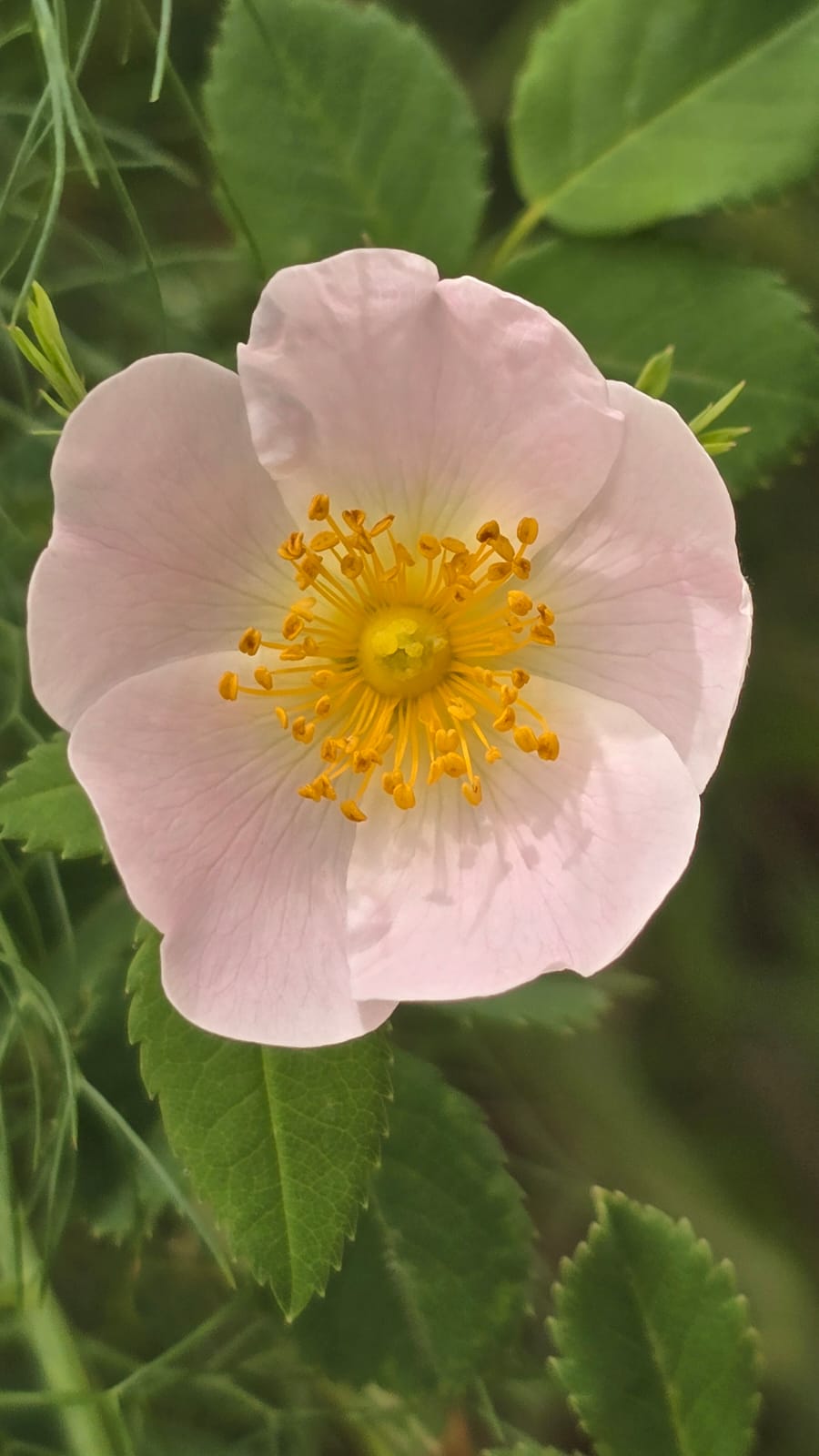 Red poppy in the wheat