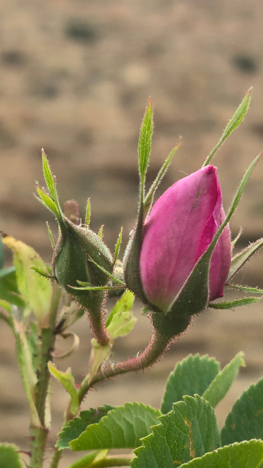 Damask rose bud · Kelaât M'Gouna