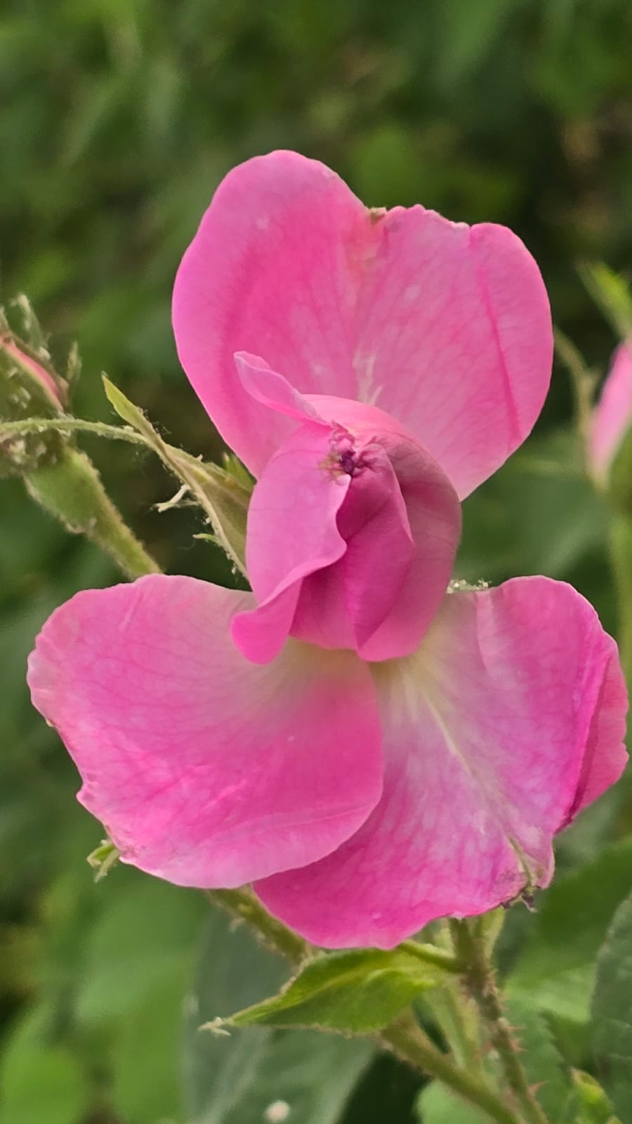 Pink wild geranium