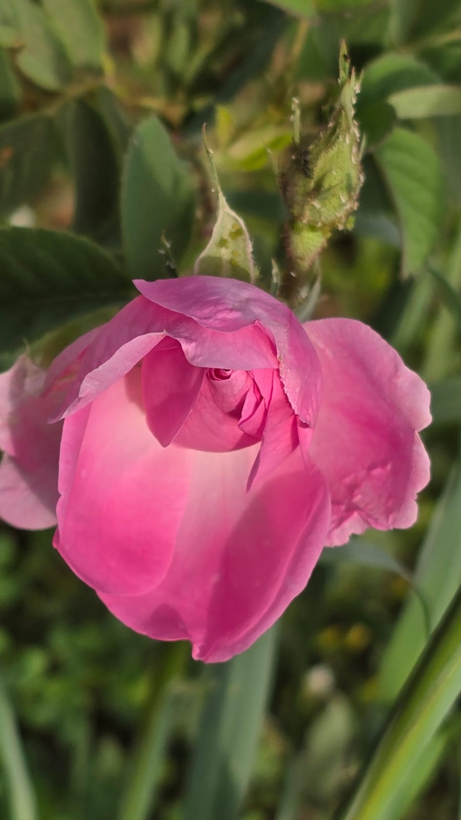 Opening musk rose